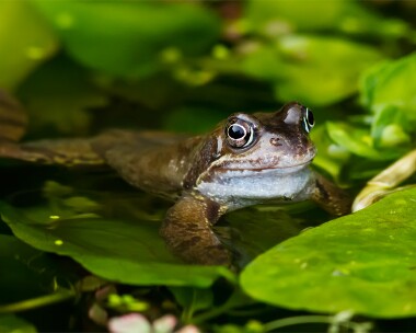 frog210212 Common Frog Douglas, Isle of Man