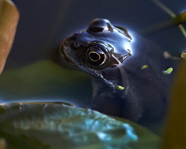 frog270211 Common Frog Douglas, Isle of Man
