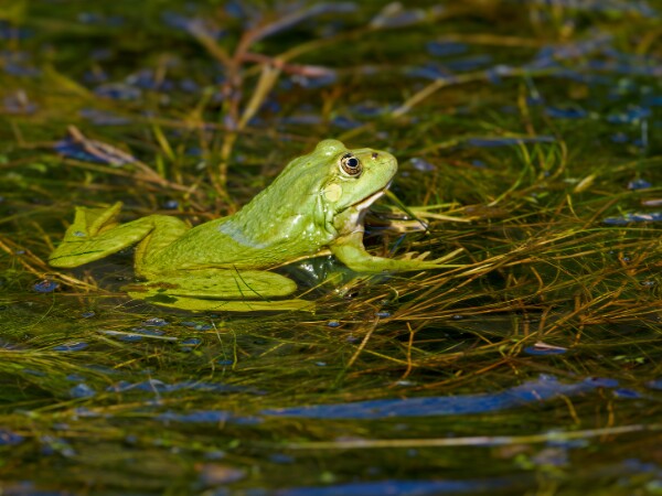 Marsh Frog