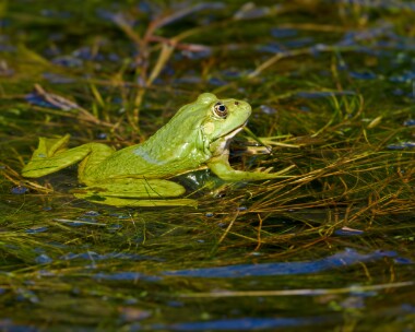 marshfrog230624 Marsh Frog Oare Marshes, Kent