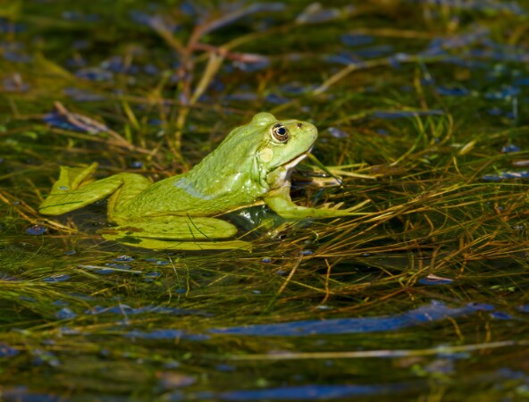 Marsh Frog