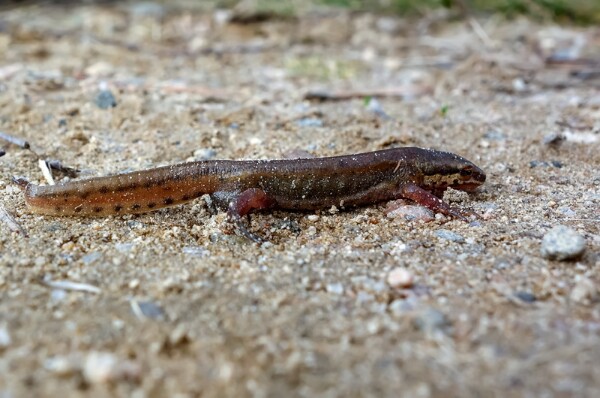 Palmate Newt