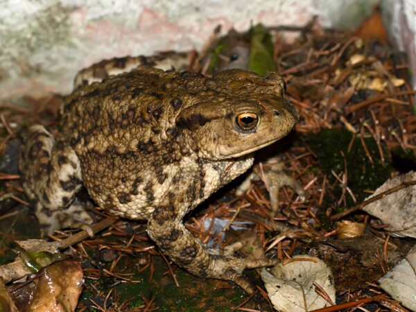 Toad