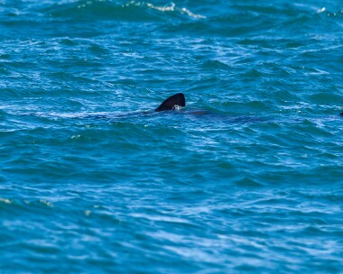baskingshark190610 Basking Shark, Point of Ayre, Isle of Man