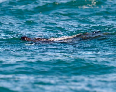baskingshark190610b Basking Shark, Point of Ayre, Isle of Man