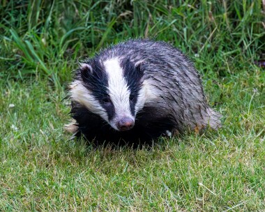 badger030723s Badger Boat of Garten, Scotland