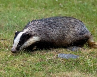 badger040723 Badger Boat of Garten, Scotland