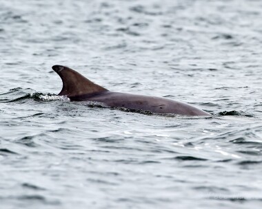 bottlenoseddolphin040614 Bottle-nosed Dolphin Chanonry Point, Scotland