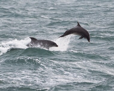 bottlenoseddolphin311216b Bottle-nosed Dolphin Derbyhaven, Isle of Man