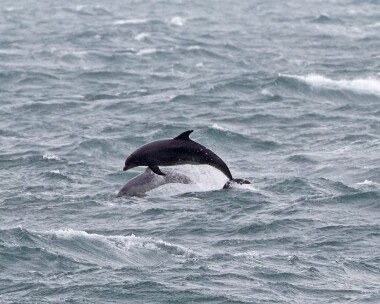 bottlenoseddolphin311216d Bottle-nosed Dolphin Derbyhaven, Isle of Man