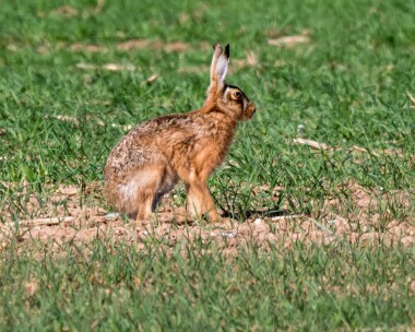 brownhare060519 Brown Hare Salthouse, Norfolk