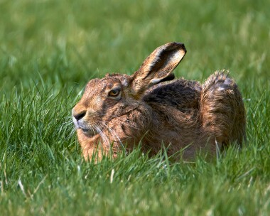 brownhare090411 Brown Hare Ballaugh, Isle of Man