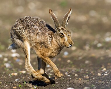 brownhare110512 Brown Hare Blakeney, Norfolk
