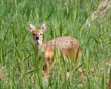 chinesewaterdeer2 Chinese Water Deer Cley, Norfolk (Video grab)