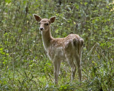 fallowdeer240909 Fallow Deer Holkham, Norfolk