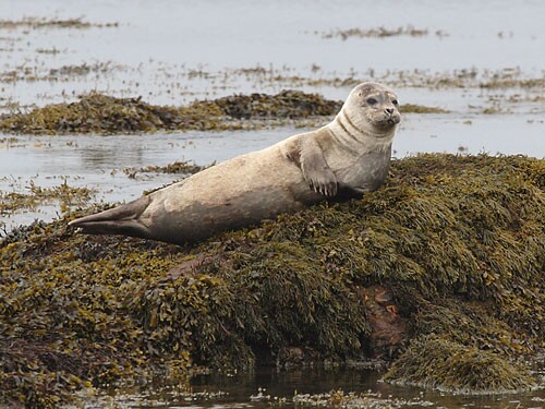 Grey Seal