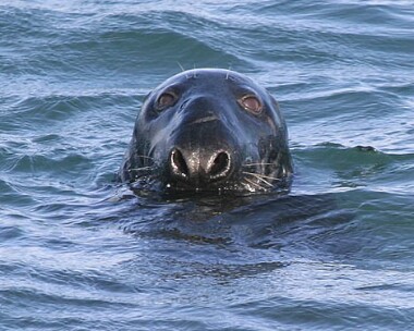 greyseal Grey Seal Peel, Isle of Man