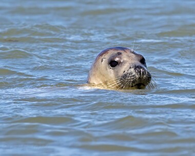 greyseal010815 Grey Seal Smeale, Isle of Man