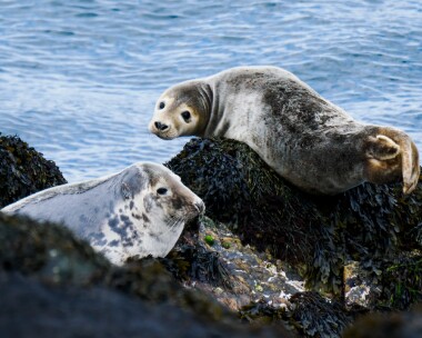 greyseal110622 Grey Seal Derbyhaven, Isle of Man