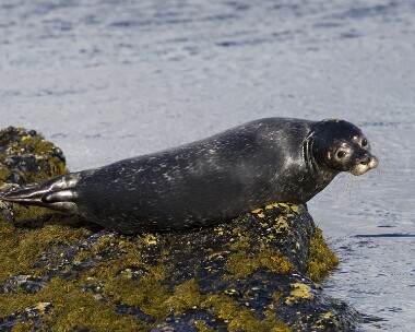 greyseal171109 Grey Seal Derbyhaven, Isle of Man