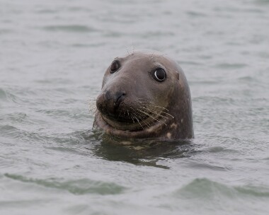 greyseal181025 Grey Seal Point of Ayre, Isle of Man