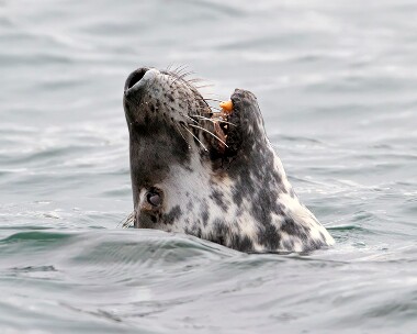 greyseal210310 Grey Seal Peel, Isle of Man