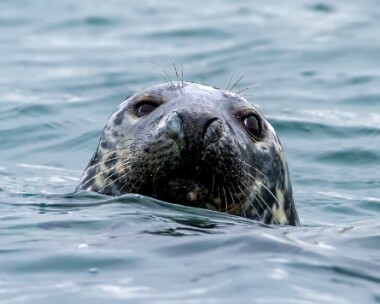 greyseal210310b Grey Seal Peel, Isle of Man