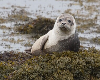 seal Grey Seal Derbyhaven, Isle of Man