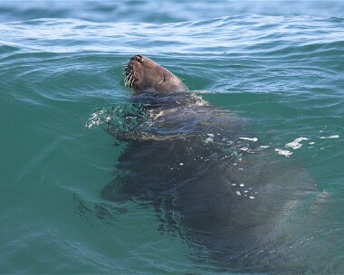 seal4 Grey Seal Point of Ayre, Isle of Man