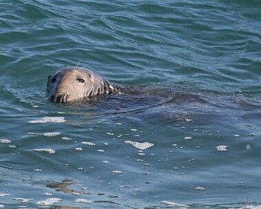 seal5 Grey Seal Point of Ayre, Isle of Man