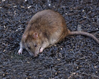 longtail Long tail Ramsey, Isle of Man