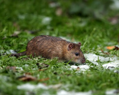 longtail031210 Longtail Douglas, Isle of Man