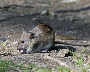 longtail120909 Long Tail Douglas, Isle of Man