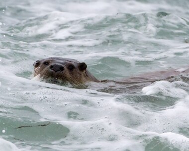otter040513 Otter Balranald, North Uist