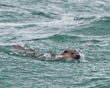 otter040513b Otter Balranald, North Uist