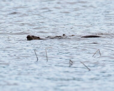 otter290224 Otter Leighton Moss, Lancashire