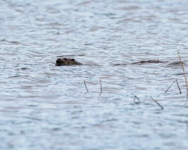 otter290224b Otter Leighton Moss, Lancashire