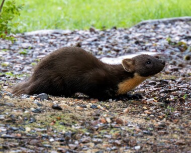 piney270623s Pine Marten Fersit, Scotland