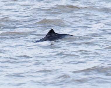 porpoise010424 Porpoise Kelling, Norfolk