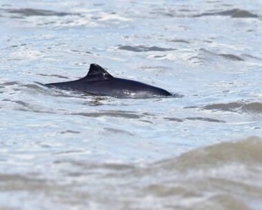 porpoise010424b Porpoise Kelling, Norfolk