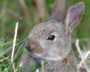 Rabbit2 Rabbit Derbyhaven, Isle of Man