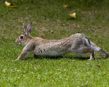 rabbit010809 Rabbit, St Johns, Isle of Man