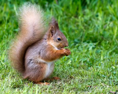 redsquirrel170511 Red Squirrel Nethy Bridge, Scotland