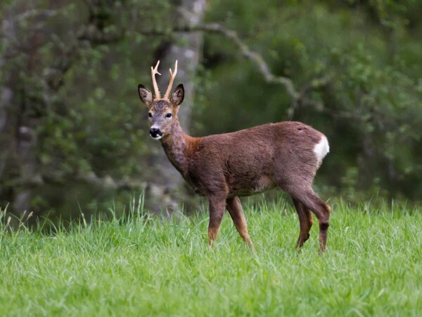 Roe deer