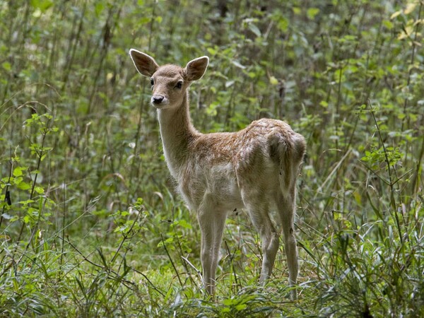 Fallow deer