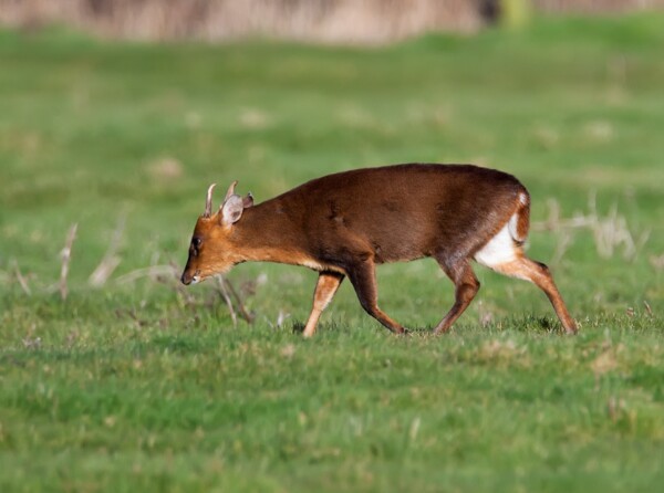 Muntjac Deer