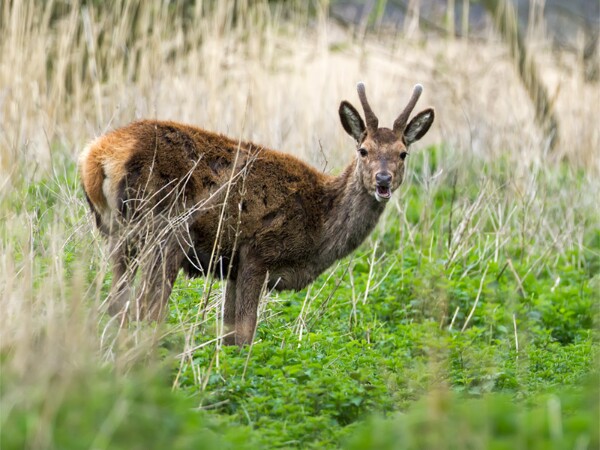 Red Deer