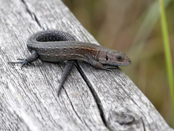 Common Lizard