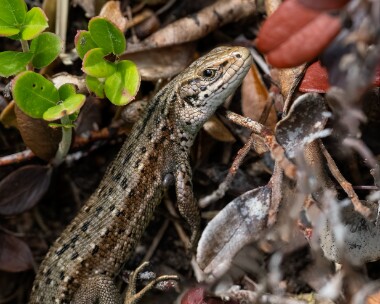 commonlizard020723 Common Lizard Tulloch, Scotland