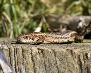 commonlizard110409 Common Lizard Ballaghennie, Isle of Man